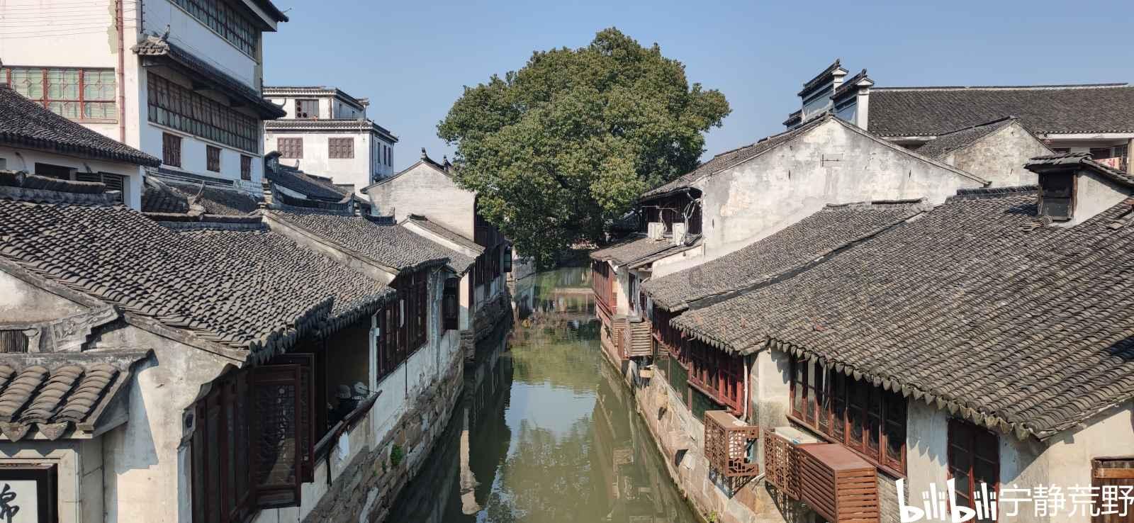 可怜猫的救援
